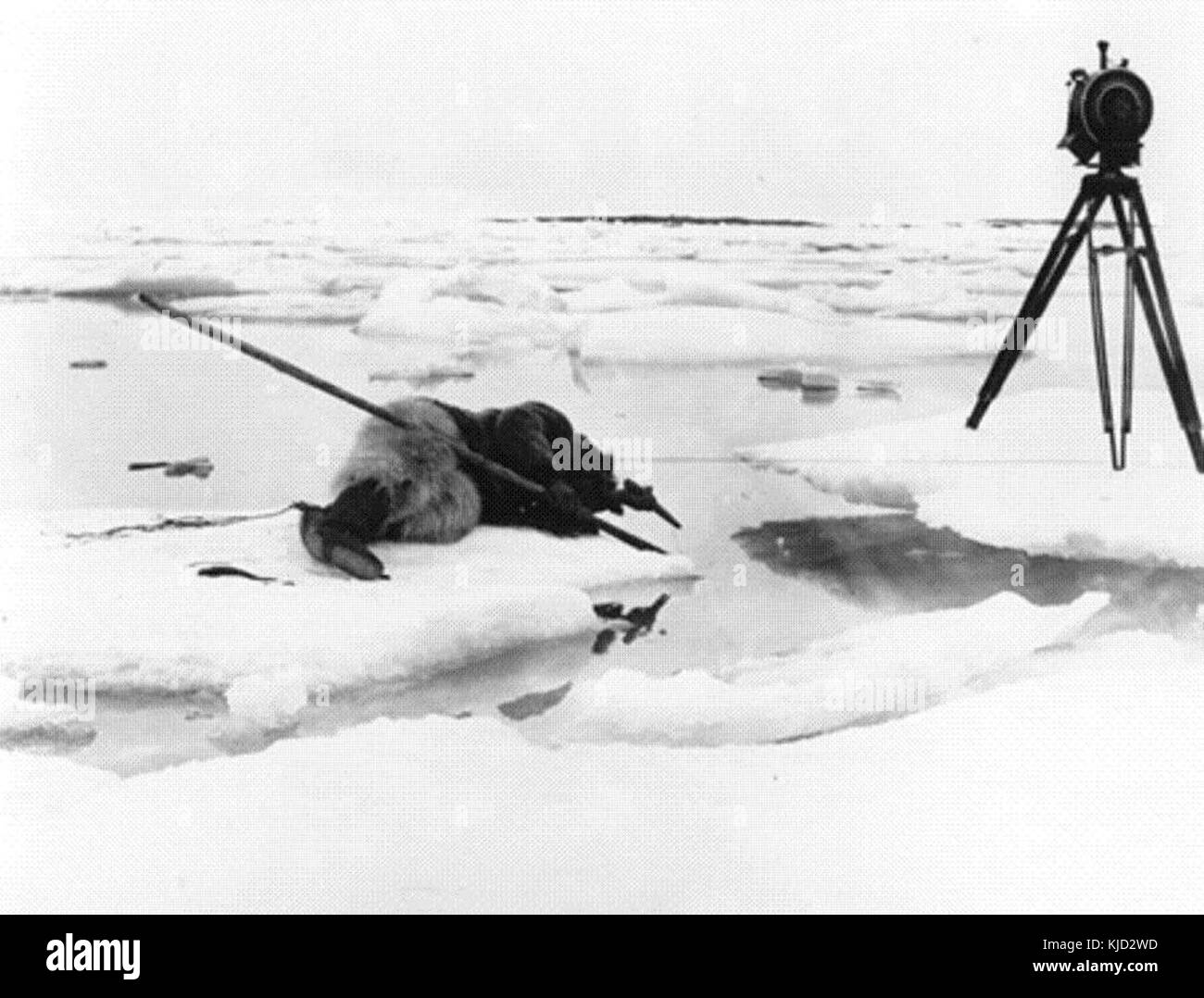 Tournage de Nanook des Nordens 1922 Stockfoto