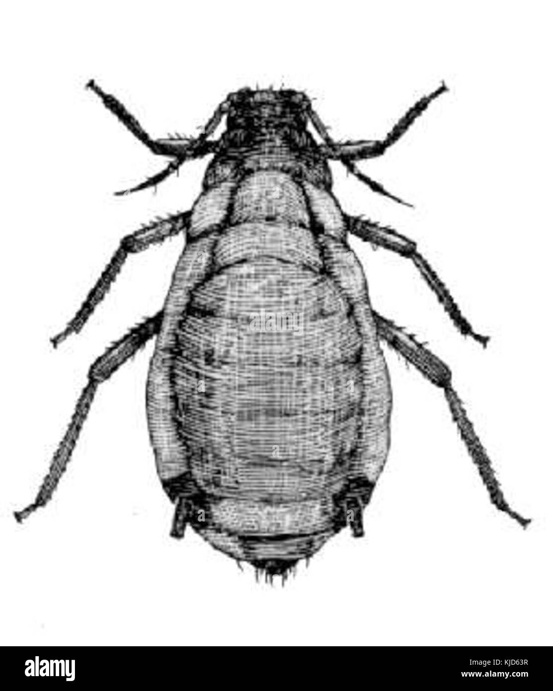 Rhopalosiphum maidis von CSIRO Stockfoto