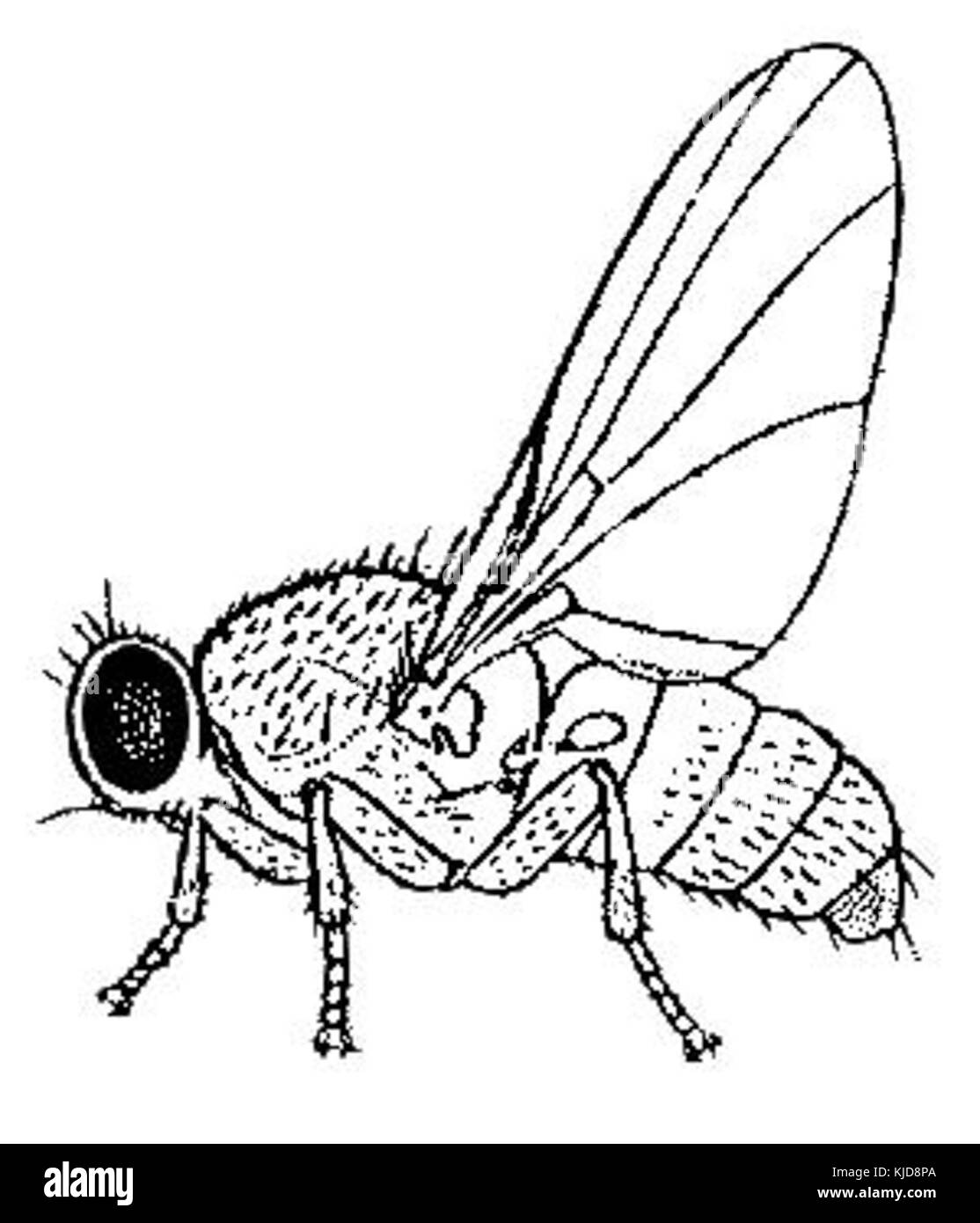 Fergusonina von CSIRO Stockfoto