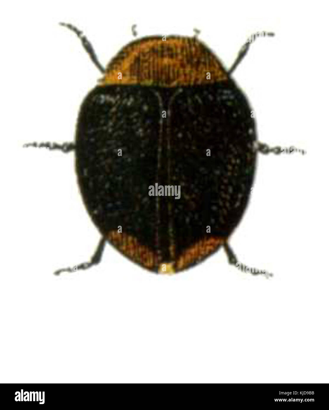 Dieses Bild oder Objekt mit dem Titel „Cain1349“ bezieht sich wahrscheinlich auf ein historisches Artefakt oder eine Darstellung der biblischen Figur Kain, die Themen der Sünde, Bestrafung und Menschheitsgeschichte darstellt. Stockfoto