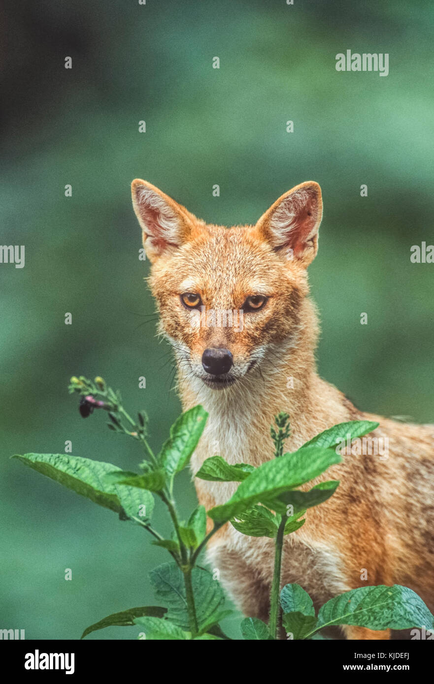 Indischen Schakal, Canis aureus indicus, Keoladeo Ghana National Park, bharatpur, Rajasthan, Indien Stockfoto