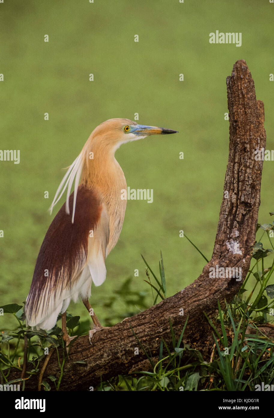 Indische Teich Reiher oder Paddybird, (Ardeola grayii), in der Zucht Gefieder in Feuchtgebieten, Keoladeo Ghana National Park, Bharatpur, Rajasthan, Indien Stockfoto