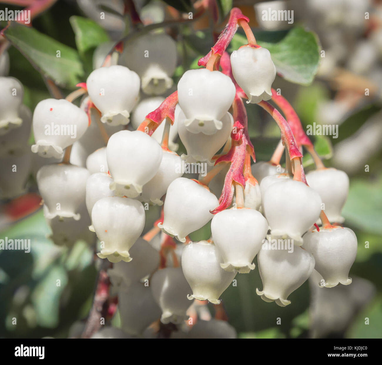Vor einem Apple Kain Blume. Insbesondere an einem Stock apple Blume, Erdbeere Baum Stockfoto