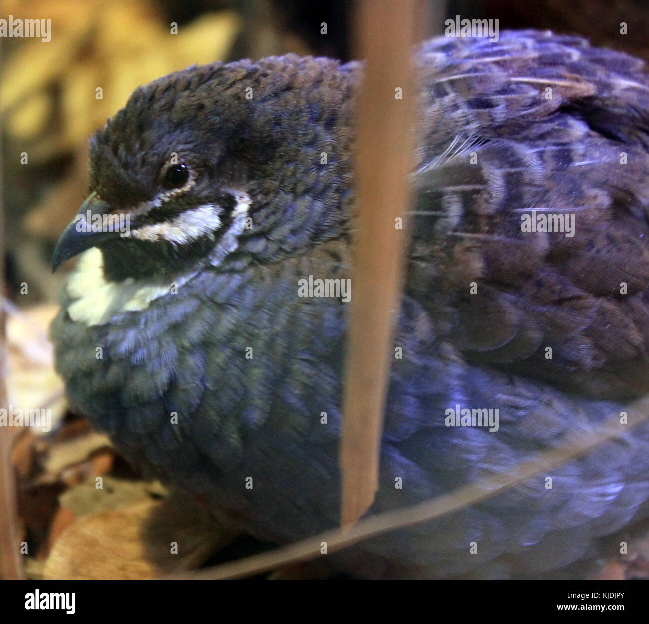 Gfp gemeinsame buttonquail Stockfoto Gfp gemeinsame buttonquail Stockfoto