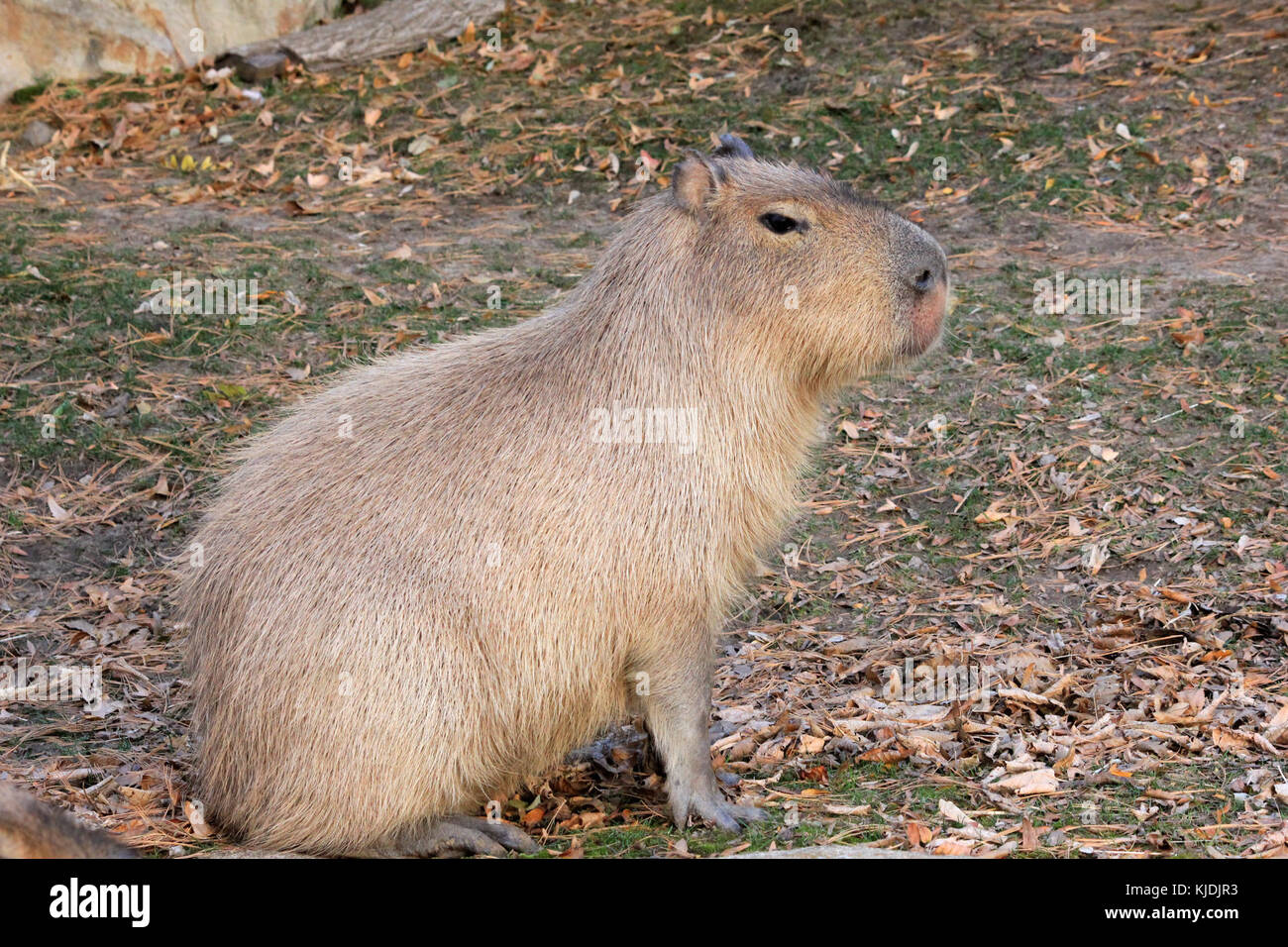 Gfp capybara 2 Stockfoto