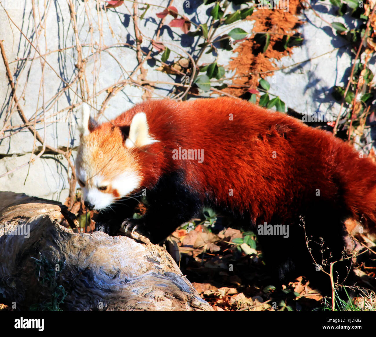 Ein genetisch veränderter roter Panda, der grünes fluoreszierendes Protein (GFP) exprimiert, wird in der biomedizinischen Forschung verwendet, um Genexpression und molekulares Tracking zu untersuchen. Stockfoto