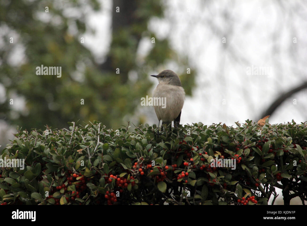 Gfp Vogel sitzt auf Baum Stockfoto