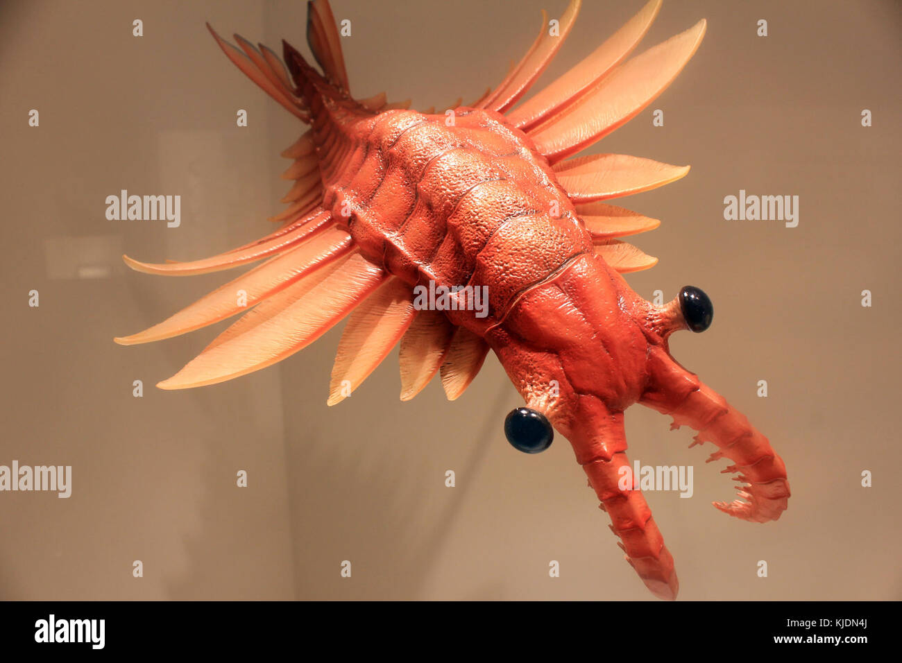 Gfp anomalocaris Predator Stockfoto