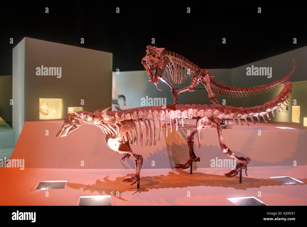 Gfp smilosuchus postosuchus Stockfoto