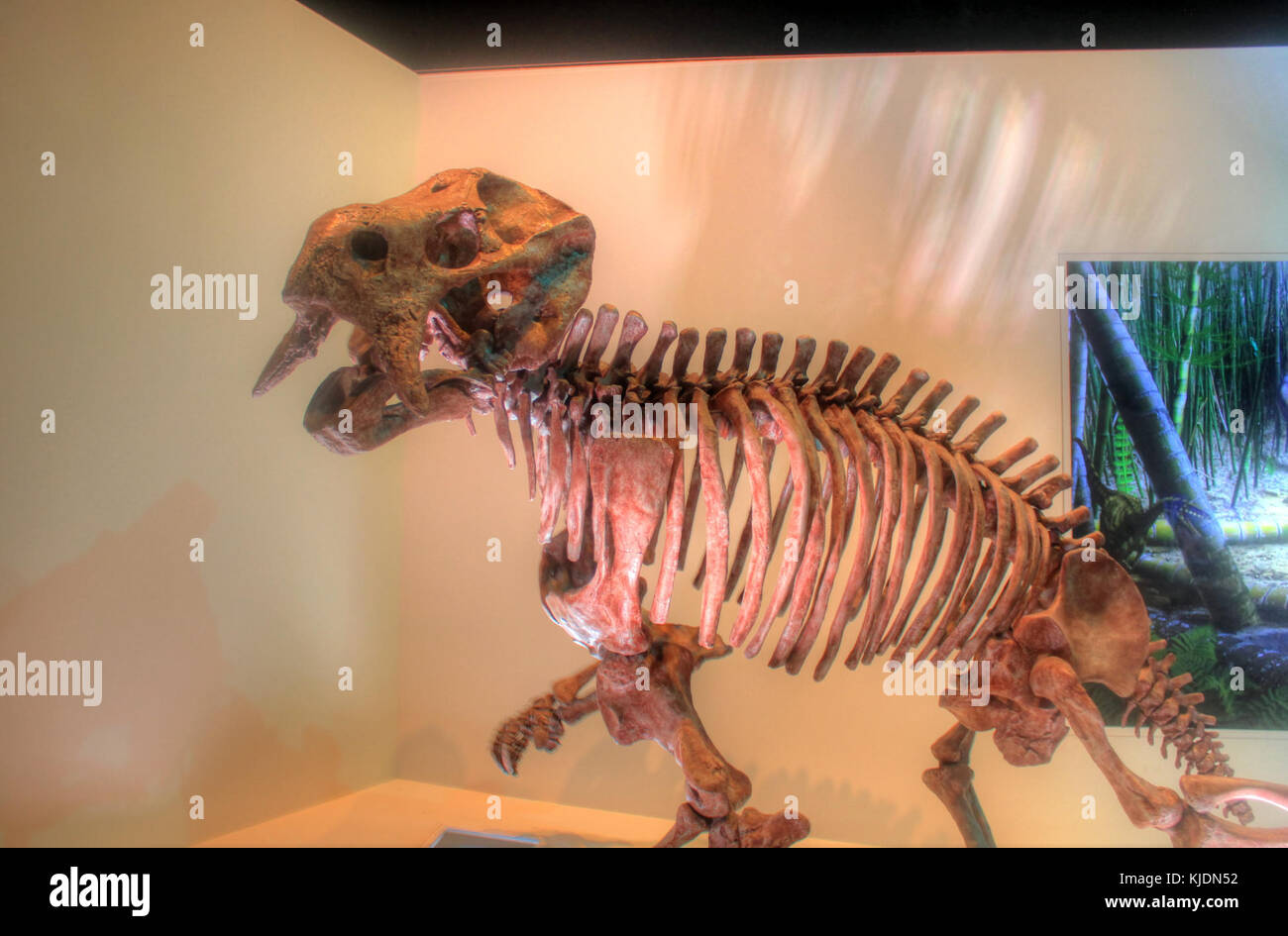 Gfp placerias Skelett Stockfoto