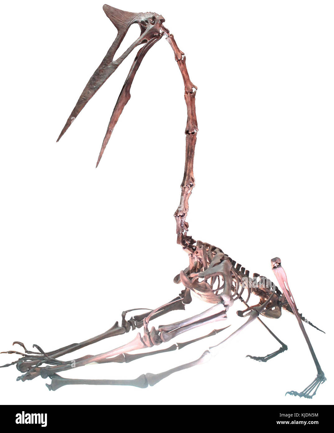 Dieses Bild zeigt einen Quetzalcoatlus, einen großen Pterosaurier, der für seine beeindruckende Flügelspannweite bekannt ist, vor weißem Hintergrund. Der Quetzalcoatlus lebte in der späten Kreidezeit und war eines der größten fliegenden Tiere. Stockfoto
