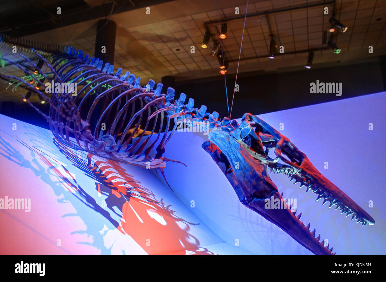 Gfp tylosaurus Eidechse Stockfoto