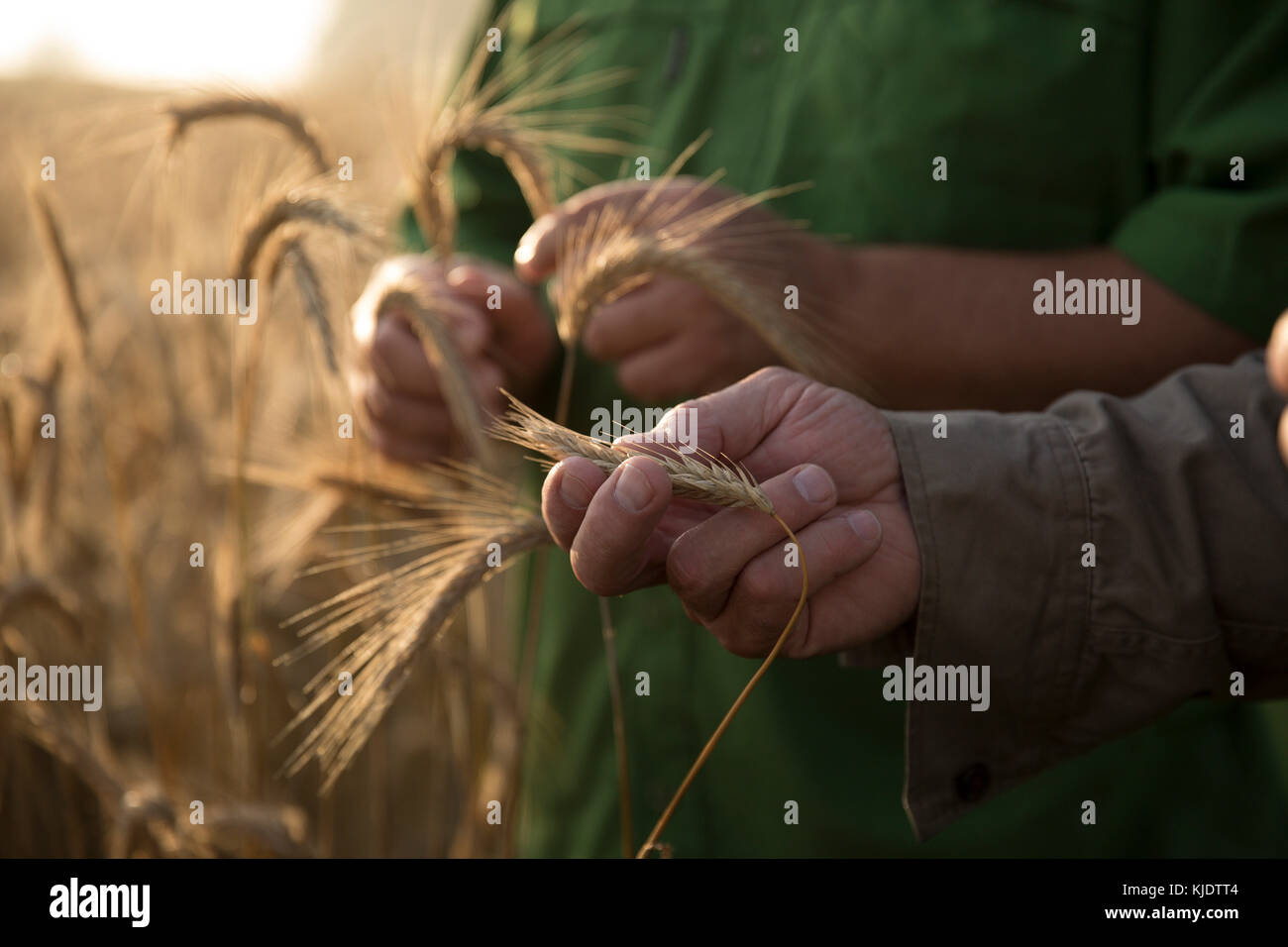 Kaukasischen Männern Weizen Prüfung Stockfoto