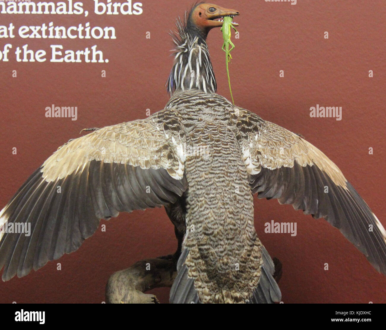 Der Archaeopteryx ist ein bedeutender prähistorischer Vogel aus der spätjurassischen Zeit. Bekannt für seine Mischung aus Dinosaurier- und Vogelmerkmalen, bietet er wichtige Einblicke in die Evolution der Vögel. Dieses Fossil ist für das Verständnis der Ursprünge moderner Vögel von entscheidender Bedeutung. Stockfoto