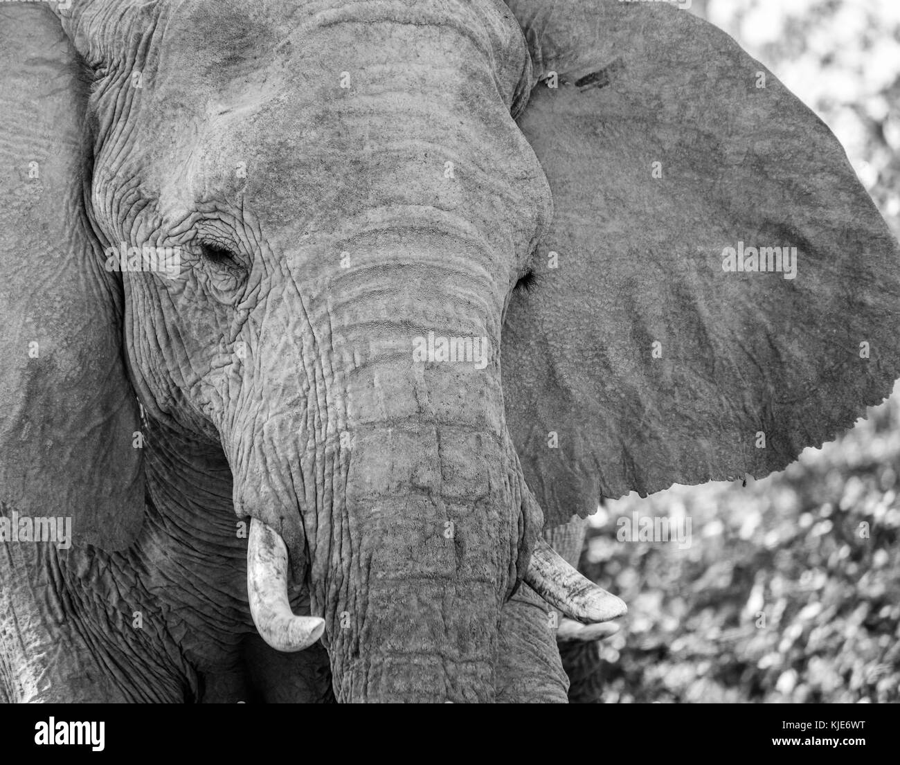 Afrikanischen Busch Elefanten (loxodonta Africana), dass ihre Häuser in der Namib Wüste gemacht haben. Wohnung Elefanten sind eindeutig angenommen extrem trocken ein Stockfoto