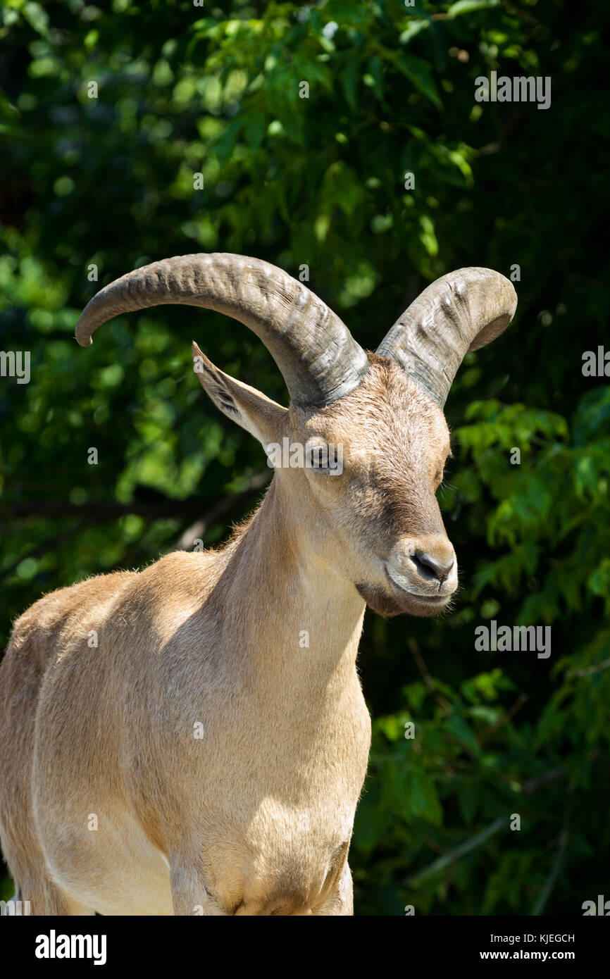 Ostasiatische Tur Die Art ist in der Roten Liste der IUCN (Internationale Union für die Erhaltung der Natur im Lieferumfang enthalten Stockfoto