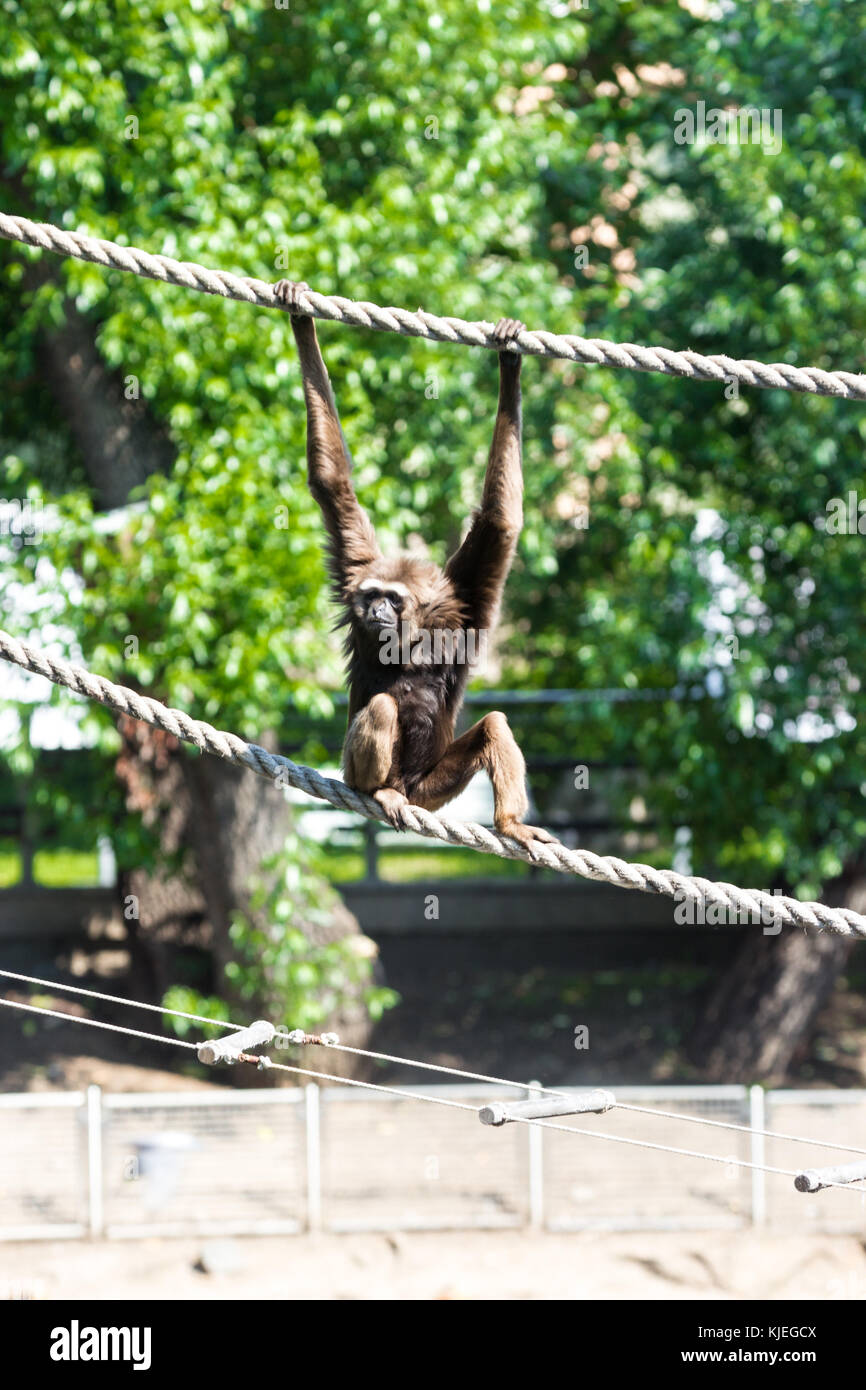 Agile Gibbon im Nationalpark auf der Insel Borneo, Schuß aus großer Entfernung Kinabalu, Sarawak, Malaysia. Stockfoto