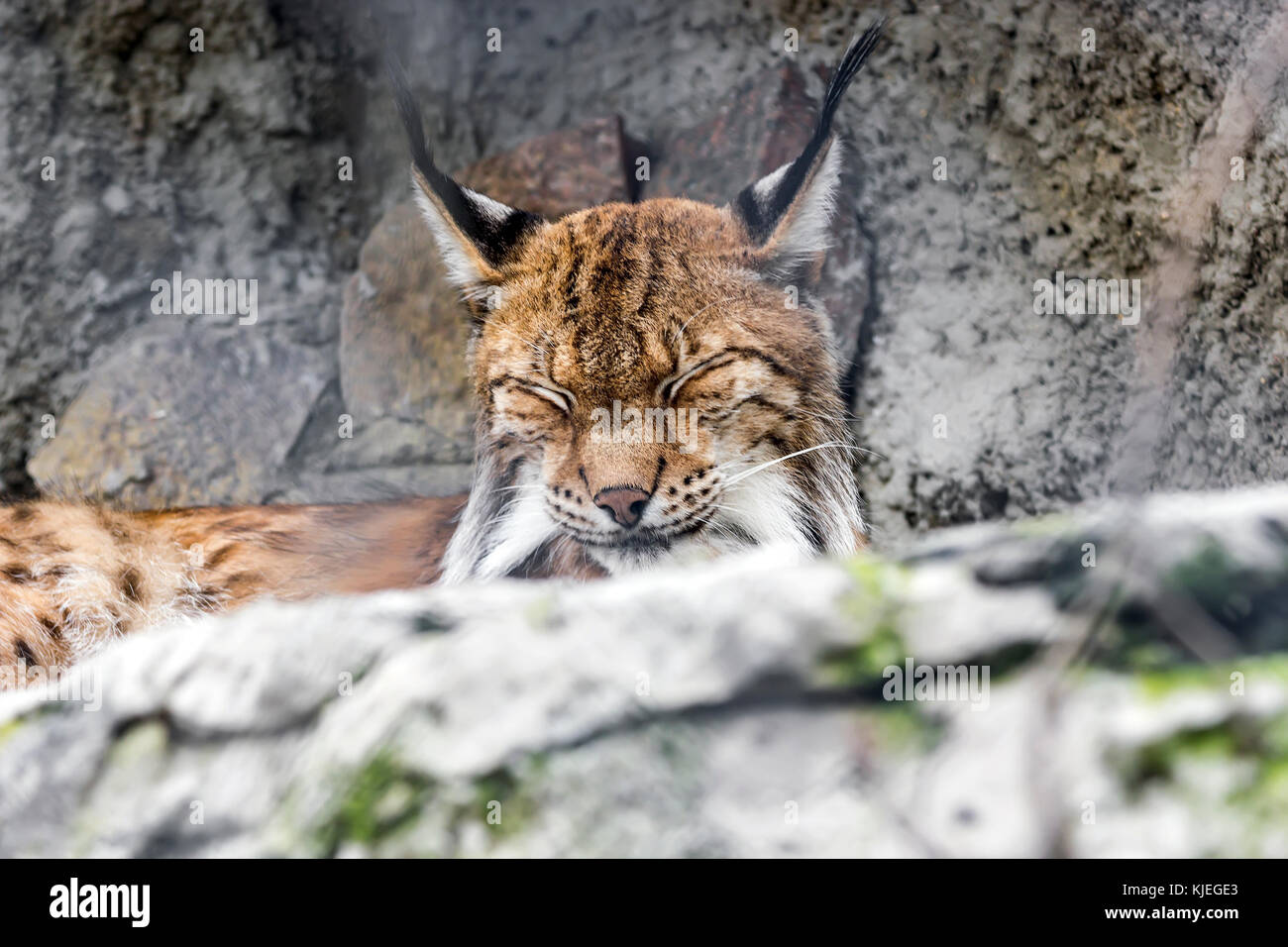 Bobcat, Lynx Rufus, sitzen auf grayr ocks. Noth Iradier Sommer 2017 Stockfoto