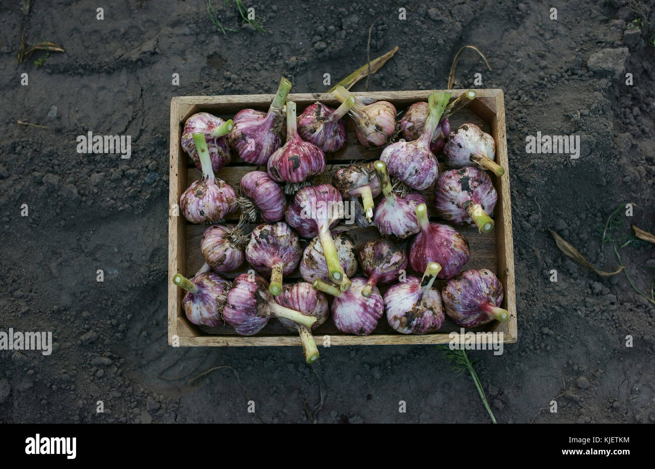 Nahaufnahme von Knoblauch im Korb Stockfoto