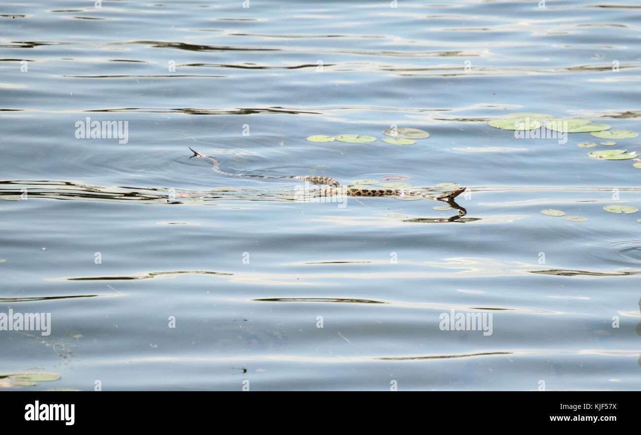Bull Snake schwimmt über eine Bucht in Honey Harbor, Ontario, Kanada Stockfoto
