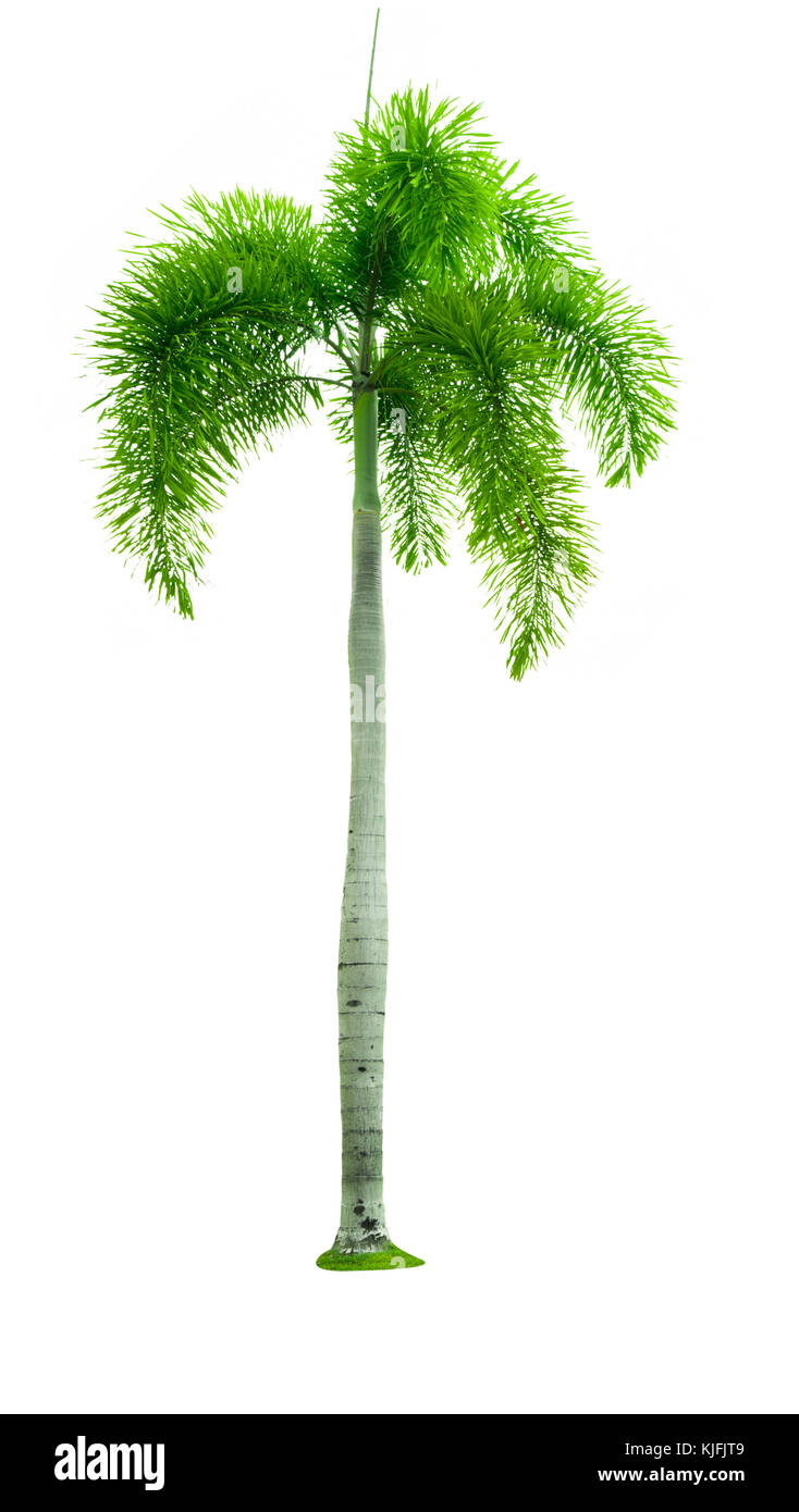 Manila Palm, Christmas Palm Tree (Veitchia merrillii (Becc.) S.E. Moore) isoliert auf weißem Hintergrund. für Werbung dekorativen Architektur verwendet. Stockfoto
