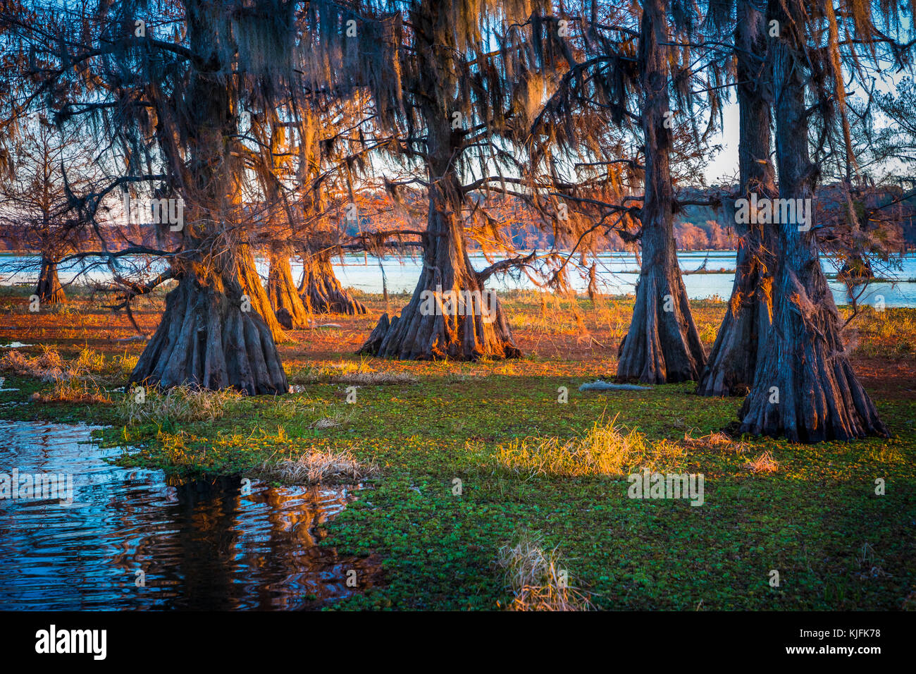 Caddo Lake ist ein See und Feuchtgebiet an der Grenze zwischen Texas und Louisiana. Stockfoto