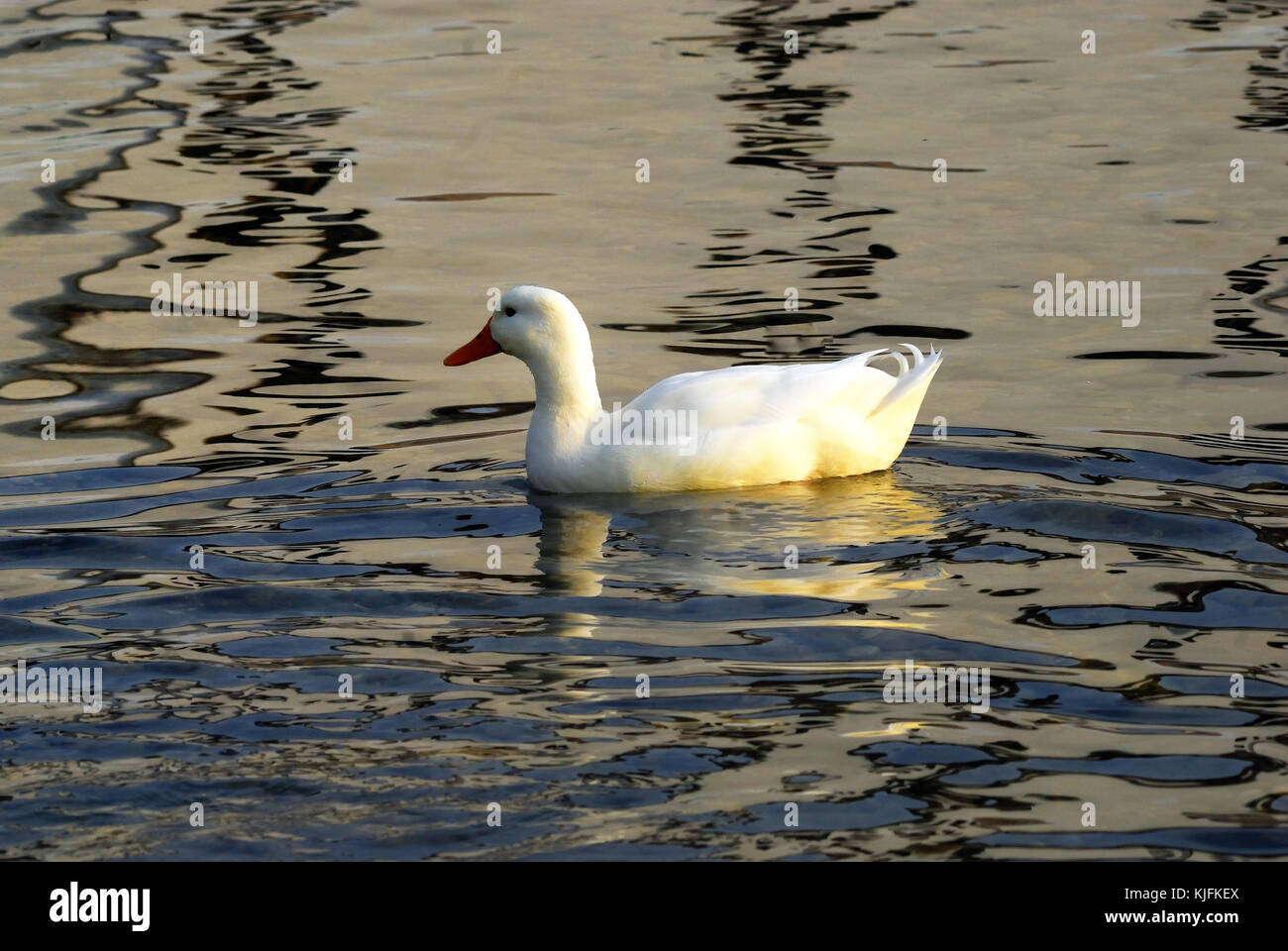 Die pekin oder Peking, auch White Pekin, ist eine amerikanische Rasse der inländischen Ente, die vor allem für Fleisch gezüchtet. Stockfoto