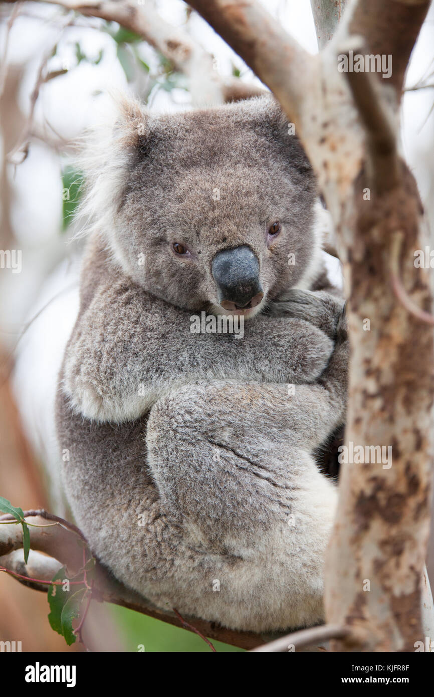 Ein koalabär fotografiert Sitzen auf dem Baum entlang der Great Ocean Road in Victoria, Australien. Der Koala ist ein australischer Symbol. Stockfoto