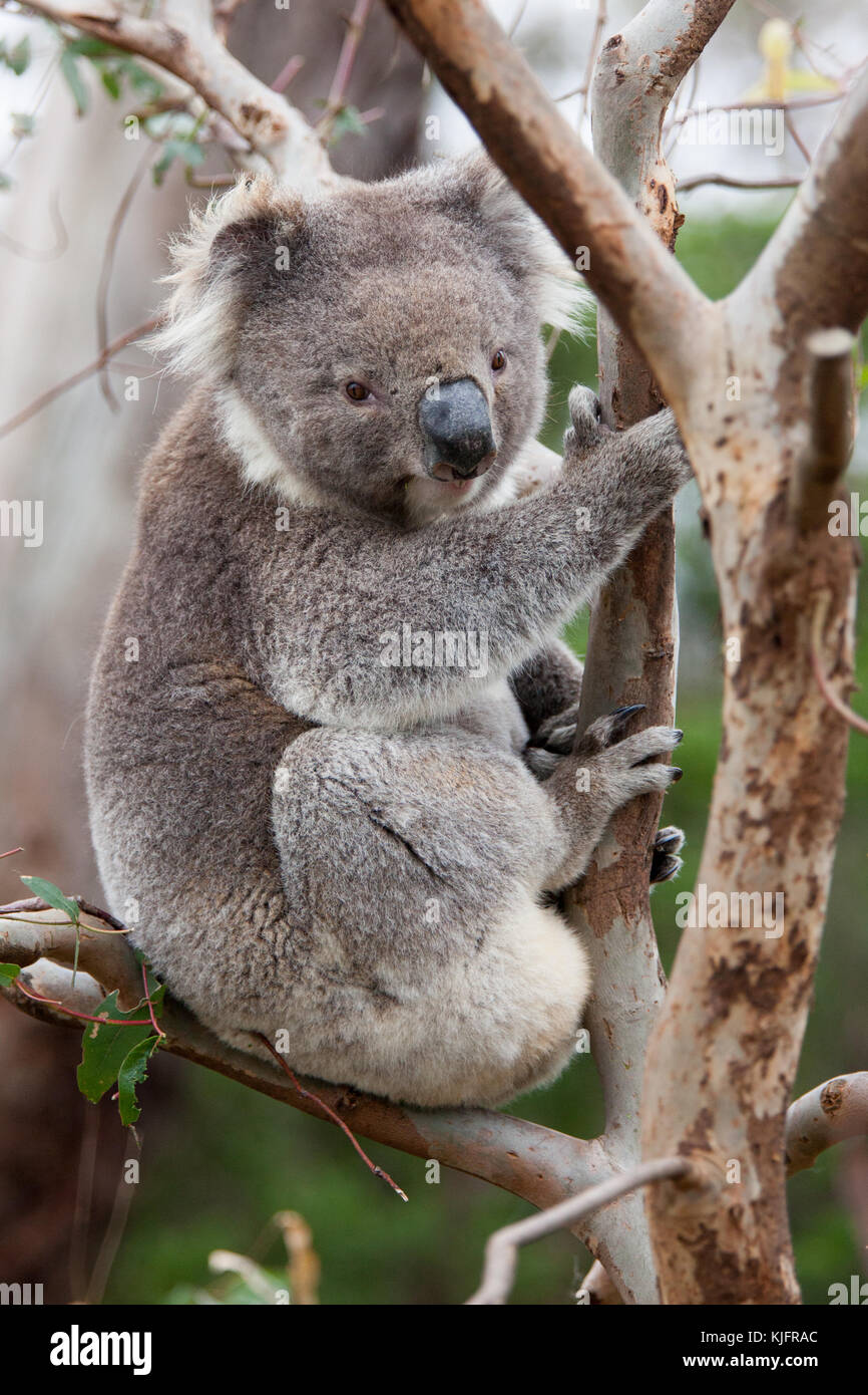 Ein koalabär fotografiert Sitzen auf dem Baum entlang der Great Ocean Road in Victoria, Australien. Der Koala ist ein australischer Symbol. Stockfoto