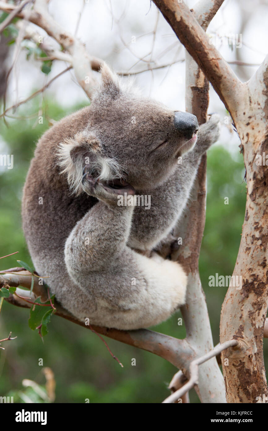 Ein koalabär fotografiert Sitzen auf dem Baum entlang der Great Ocean Road in Victoria, Australien. Der Koala ist ein australischer Symbol. Stockfoto