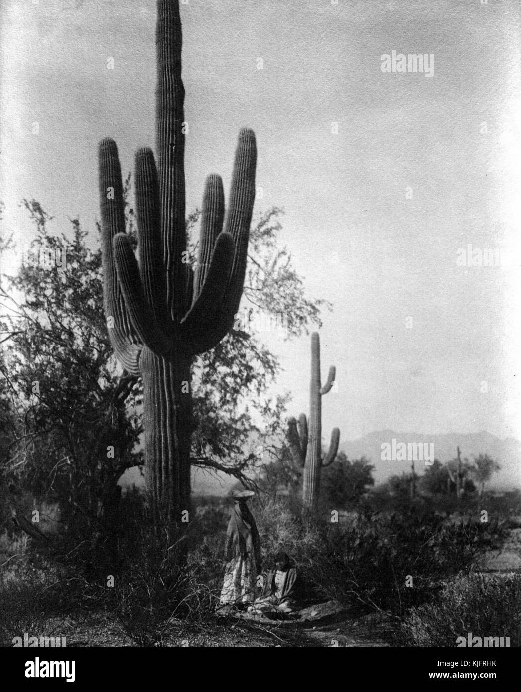 Eine Fotografie von zwei Frauen, die die Früchte des Saguaro-Kaktusses ernten, die beiden Frauen auf dem Foto gehörten dem Stamm der Pima-Indianer, die Frucht des Kaktusses wurde entweder gegessen oder in einem fermentierten Getränk verarbeitet, das bei Zeremonien verwendet wurde, die Pima leben in Zentral- und Südarianien, 1907. Aus der New York Public Library. Stockfoto