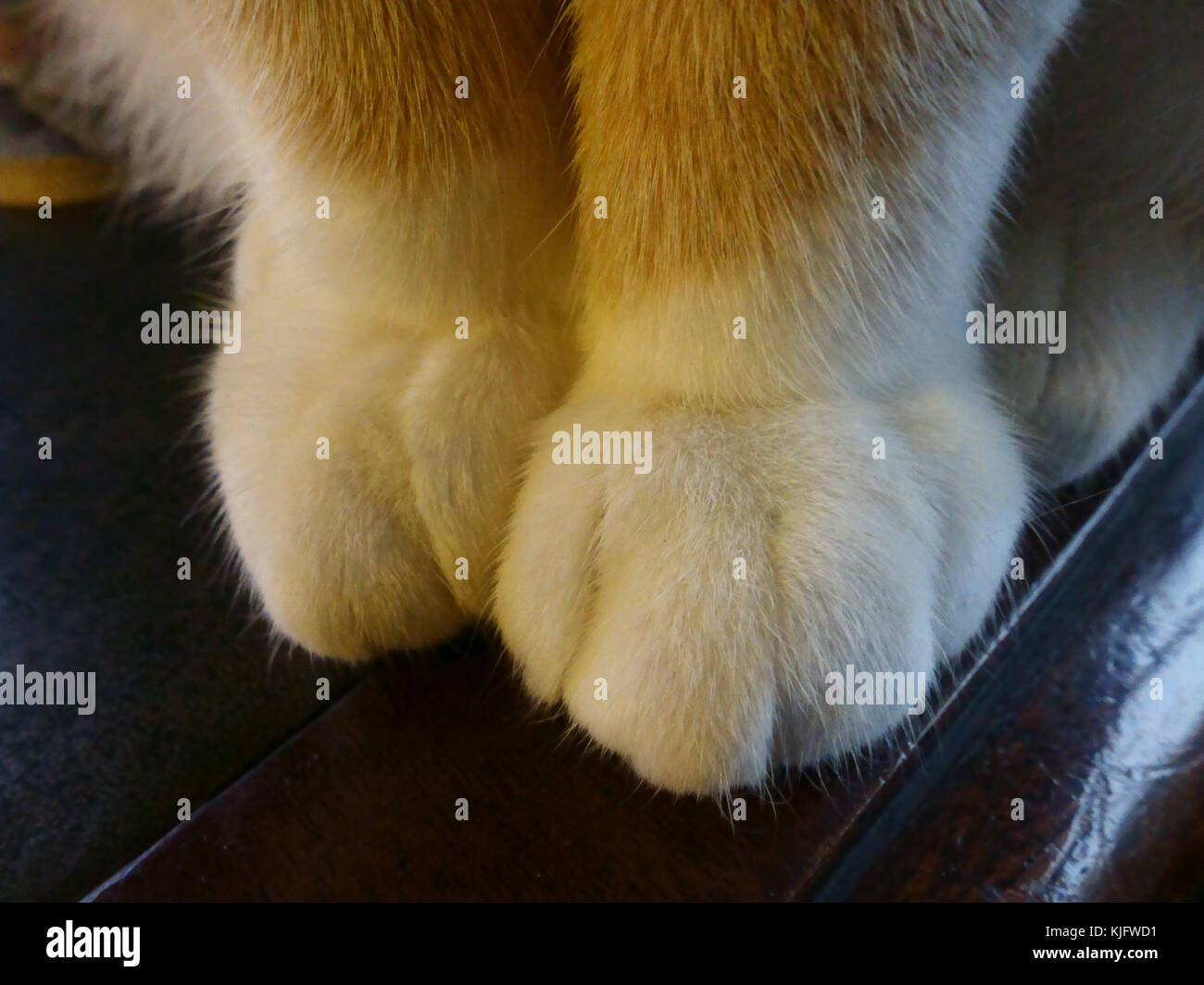 Weiße Stiefel auf haarige Pfoten eines Ingwer Katze als sie sitzt auf einem Schreibtisch Stockfoto