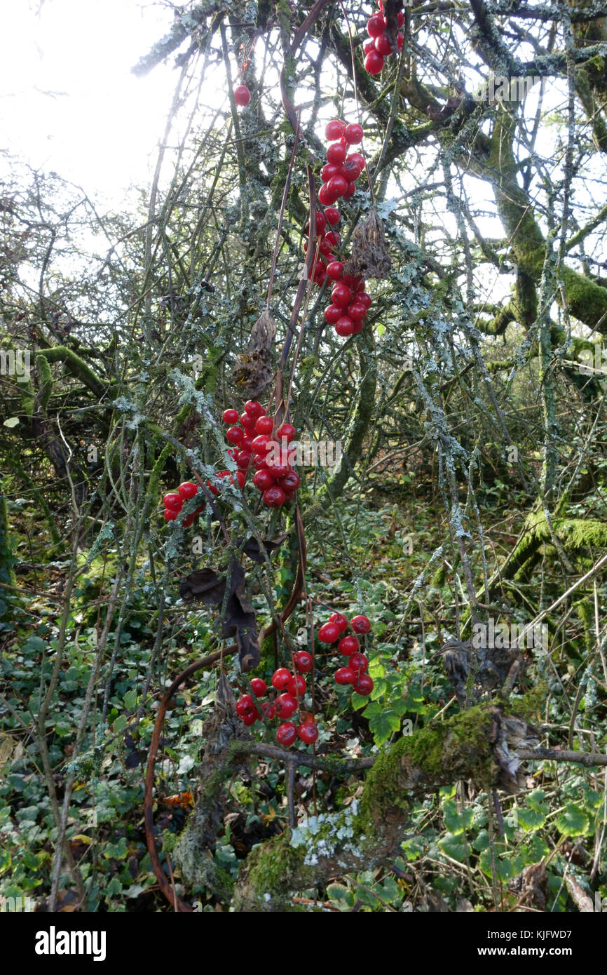 Reife rote Beeren von schwarzem Bryony, Dioscorea communis, nachdem die Blätter verrottet sind, die an Schwarzdornbüschen hängen Stockfoto