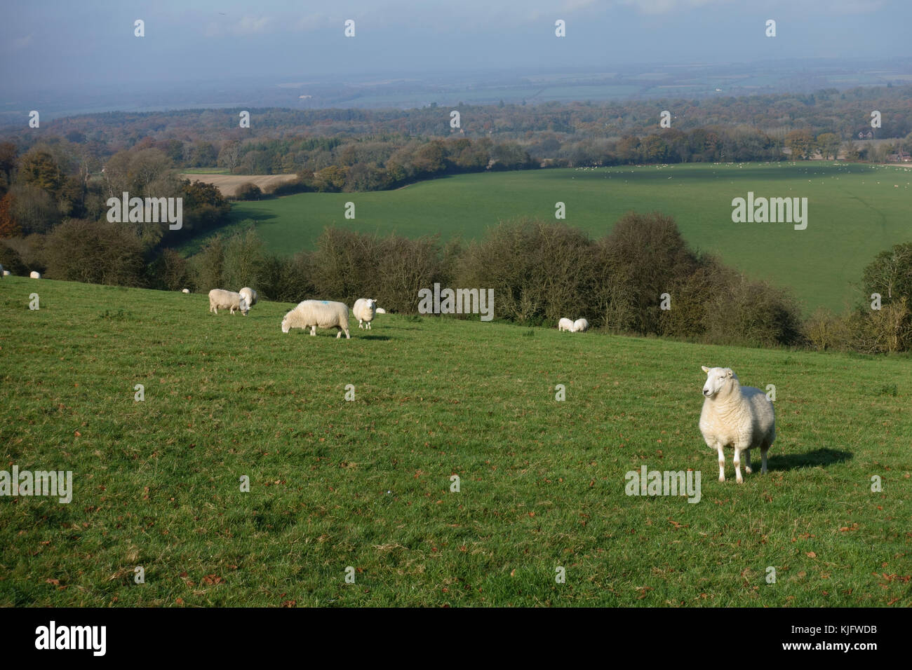 Schafe und herbstliche Landschaft Blick auf West Berkshire aus hoch auf der North Wessex Dows in der Nähe von Hungerford, November Stockfoto