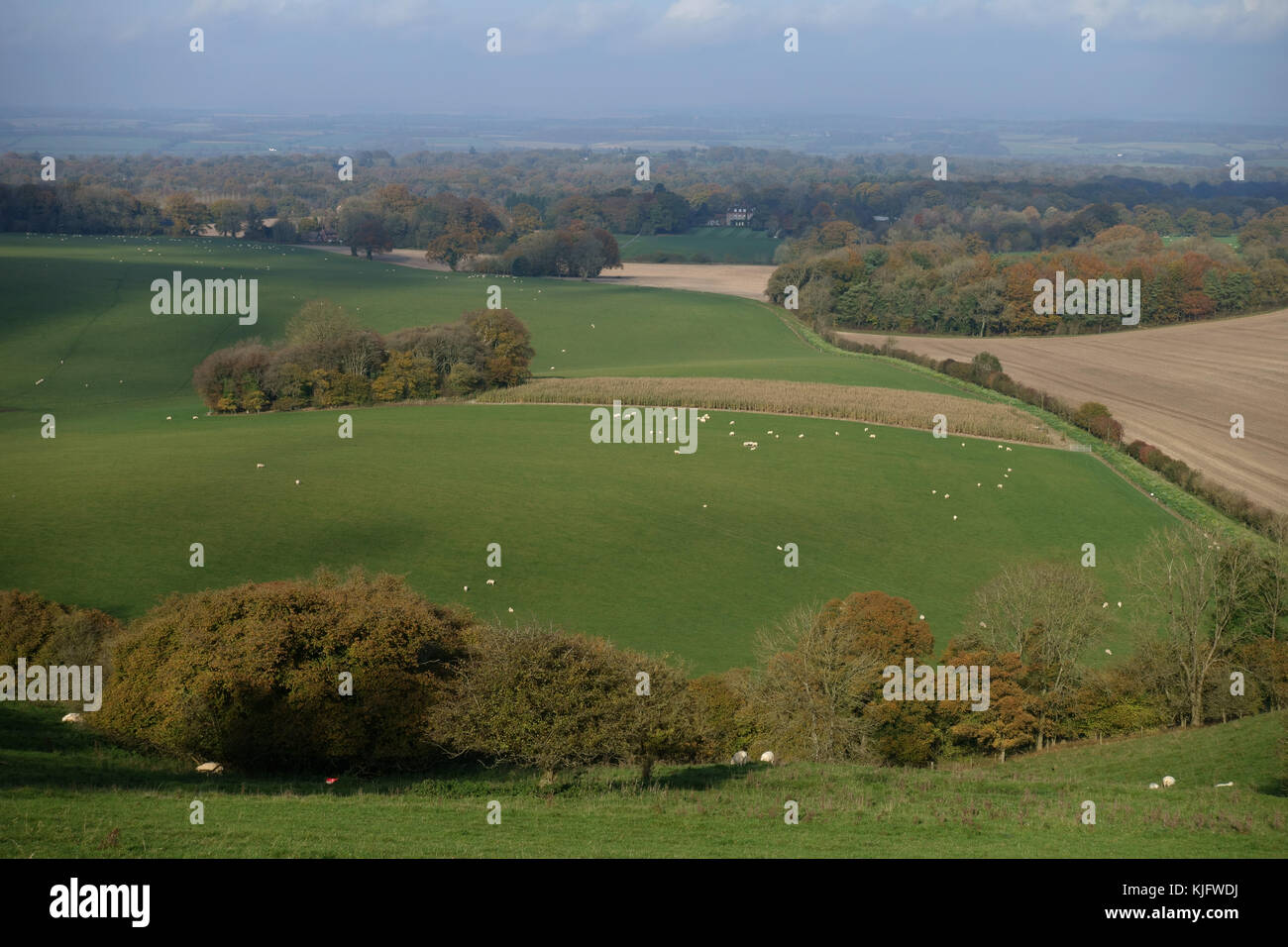 Schafe und herbstliche Landschaft Blick auf West Berkshire aus hoch auf der North wessex Dows in der Nähe von Hungerford, November Stockfoto