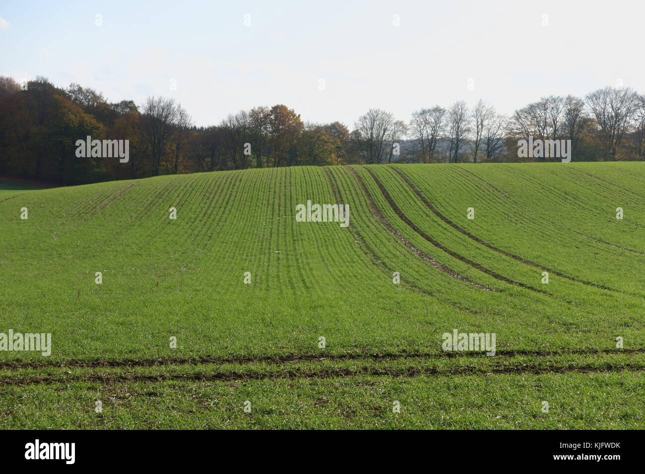 Anzeigen der Zeilen eines jungen Erntegut der bestockungszeit Winterweizen Pflanzen im Herbst, Berkshire, November Stockfoto