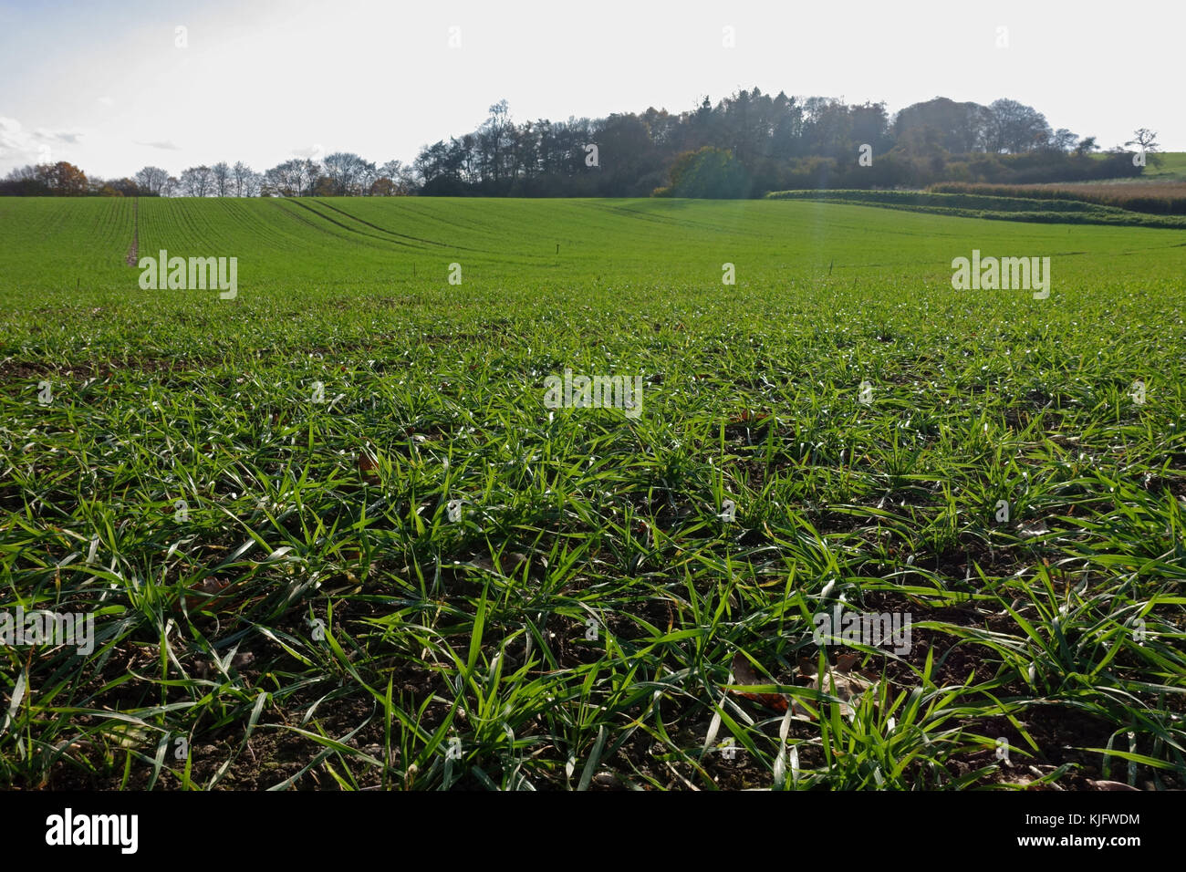 Erdgeschoss Blick auf die Reihen von jungen bestockungszeit Weizen Pflanzen im Herbst, Berkshire, November Stockfoto