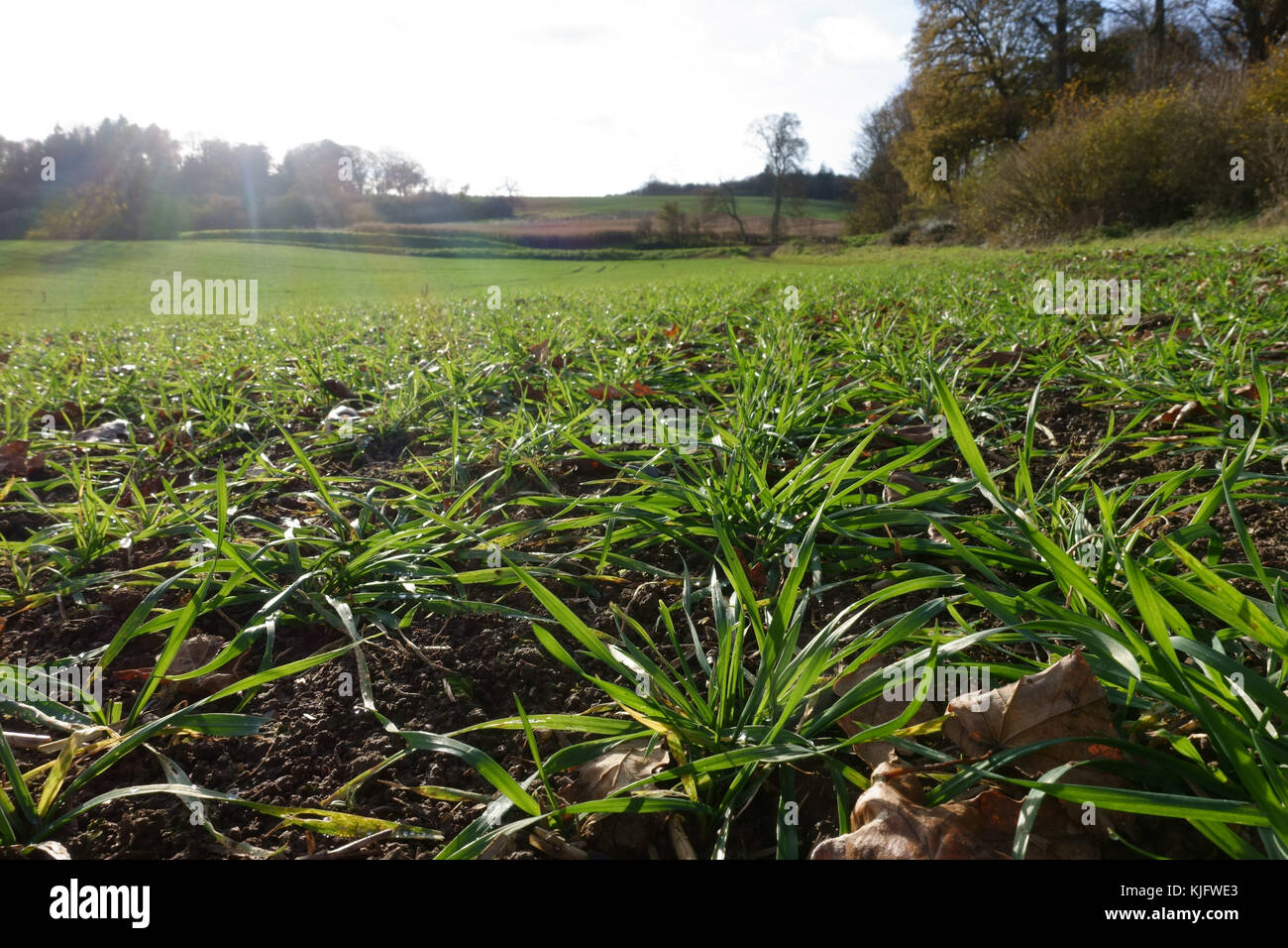 Erdgeschoss Blick auf die Reihen von jungen bestockungszeit Weizen Pflanzen im Herbst, Berkshire, November Stockfoto