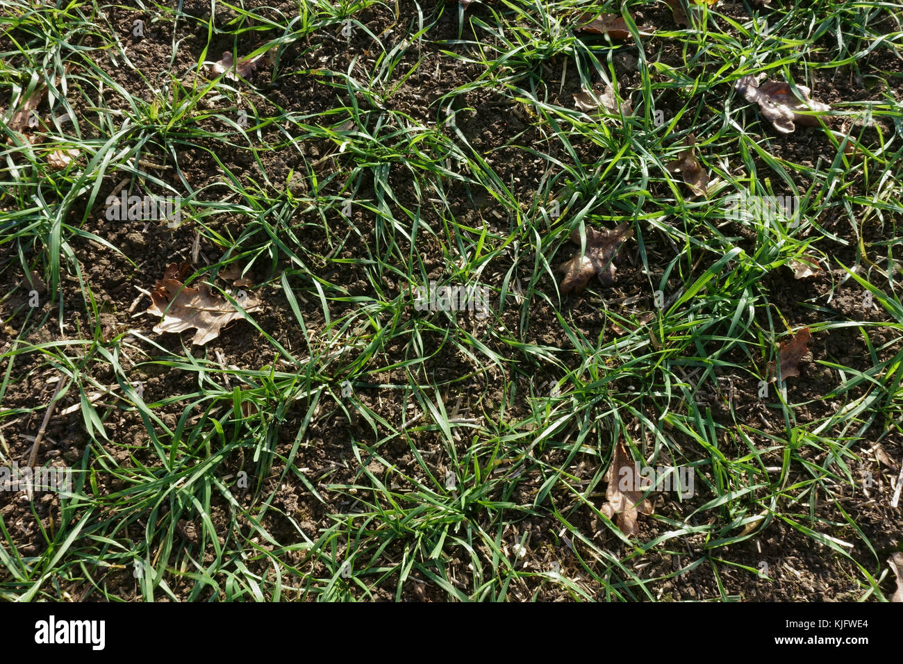 Auf Reihen von jungen bestockungszeit Weizen Pflanzen im Herbst, Berkshire, November Stockfoto