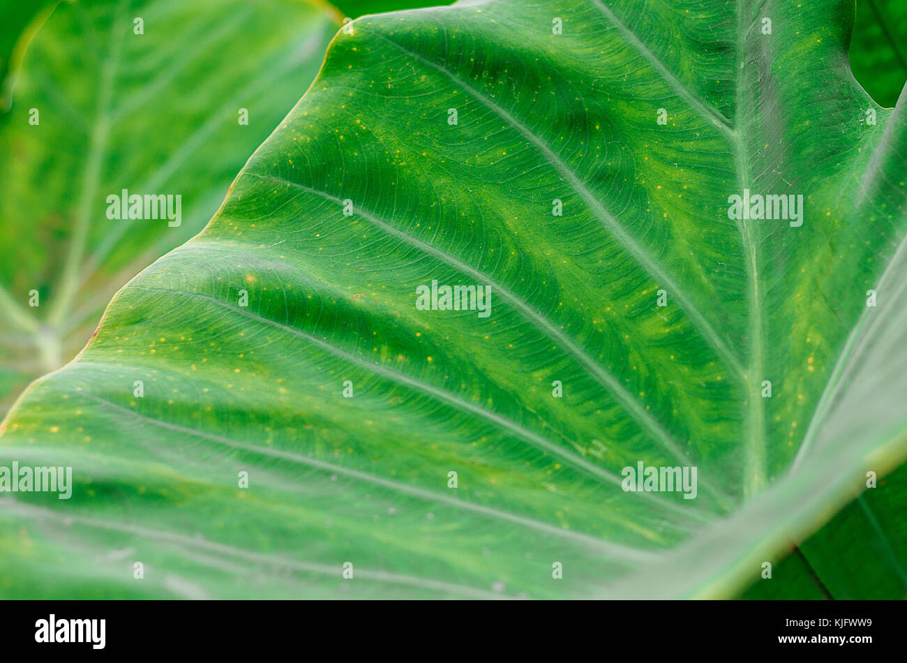 Bon Blatt grün große Nähe bis in den Morgen Stockfoto