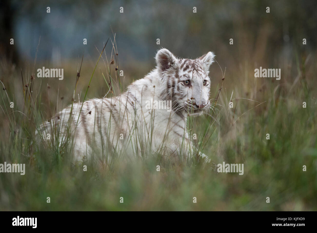 Königlicher Bengaltiger ( Panthera tigris ), weißes Tier, Spaziergang durch hohe Grasflächen, Seitenansicht in typischer Umgebung, niedriger Blickwinkel. Stockfoto