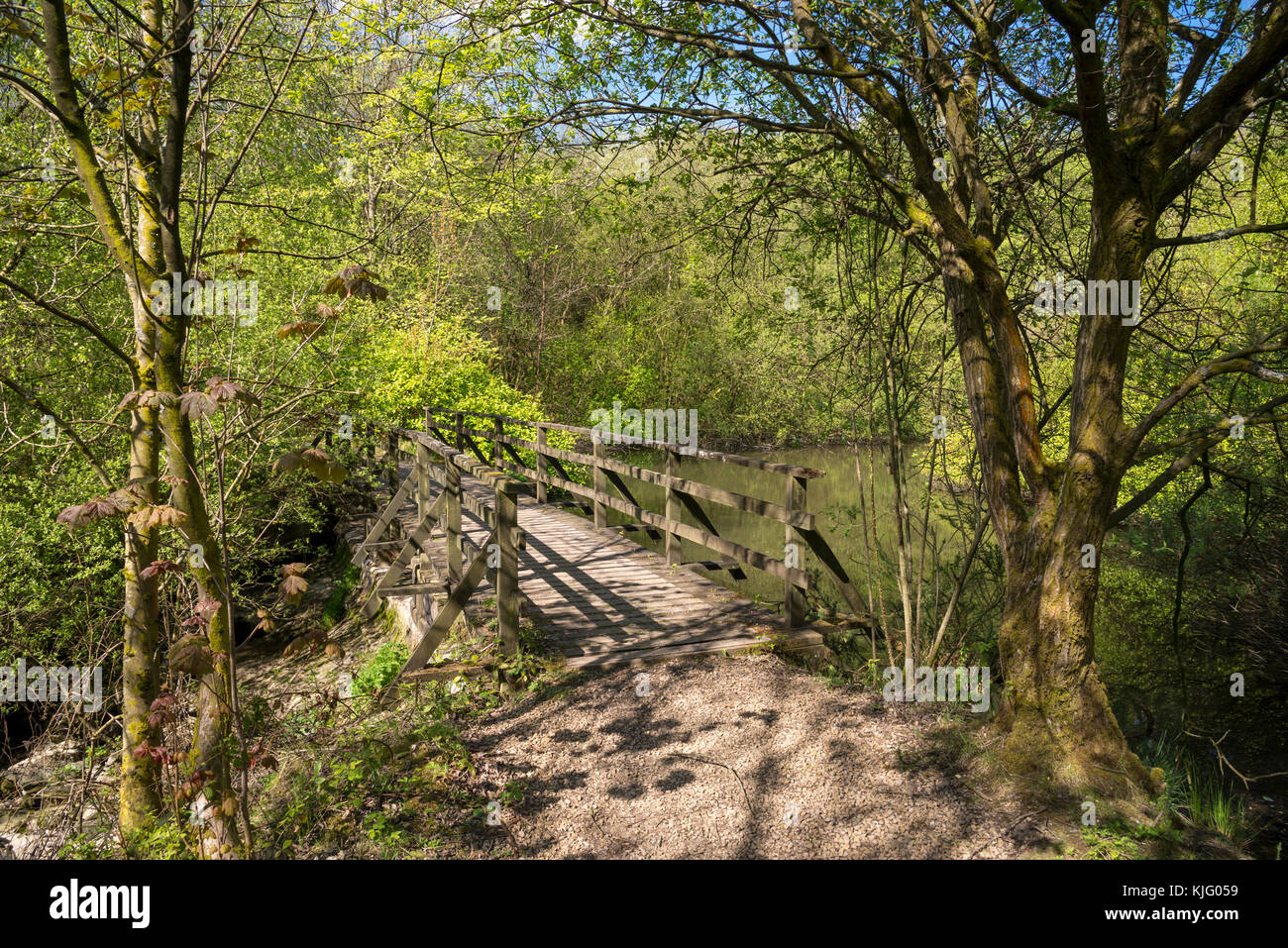 Fußgängerbrücke in Schwalben Holz Nature Reserve, hollingworth, Derbyshire, England, an einem sonnigen Frühlingstag. Stockfoto