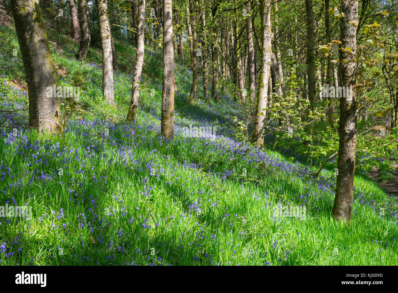 Bluebells in Schwalben Holz Nature Reserve, hollingworth, Derbyshire, England. Stockfoto