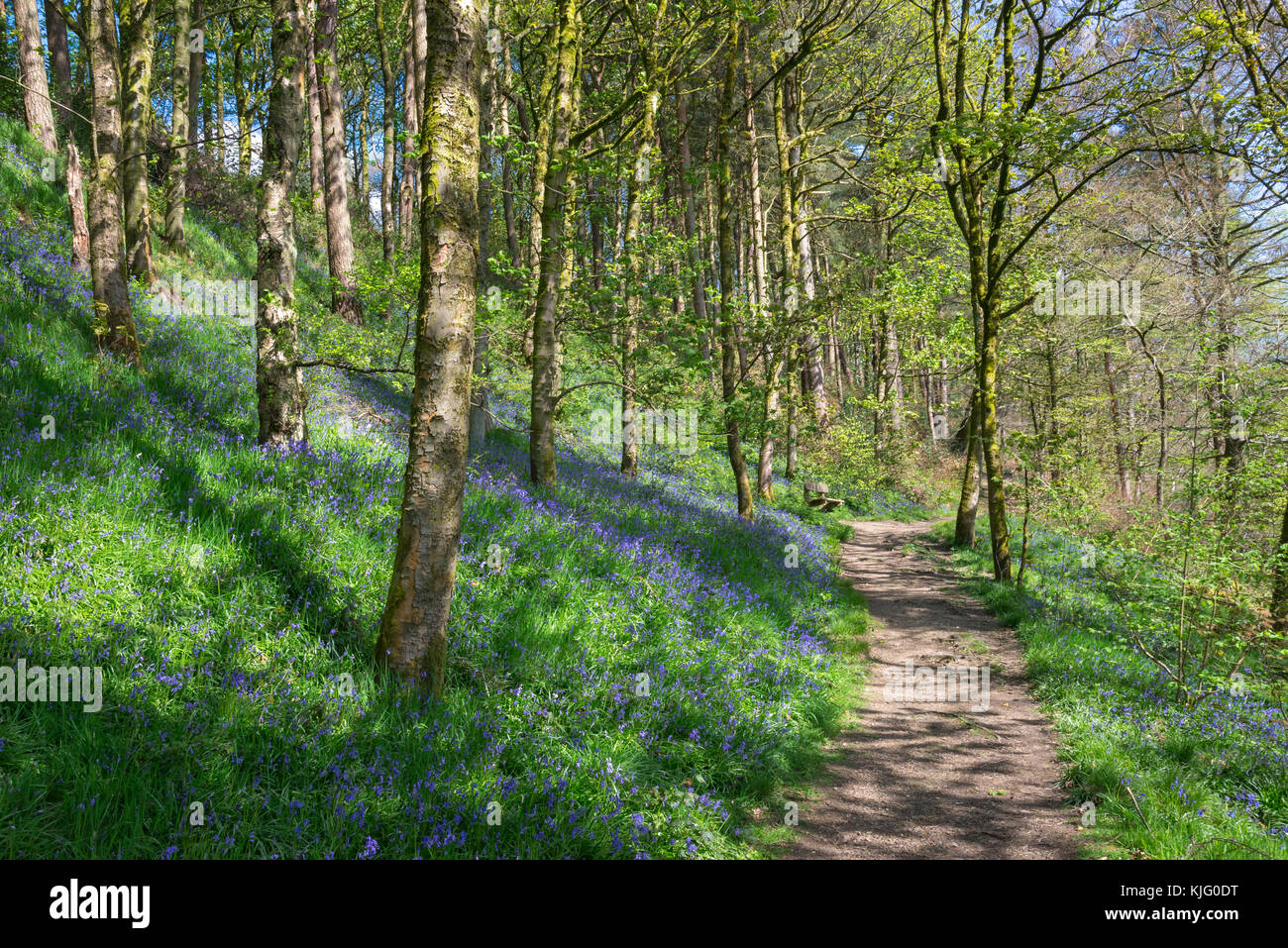 Fußweg durch Schwalben Wald Naturschutzgebiet auf einem sunyy Frühling, hollingworth, Derbyshire, England. Stockfoto