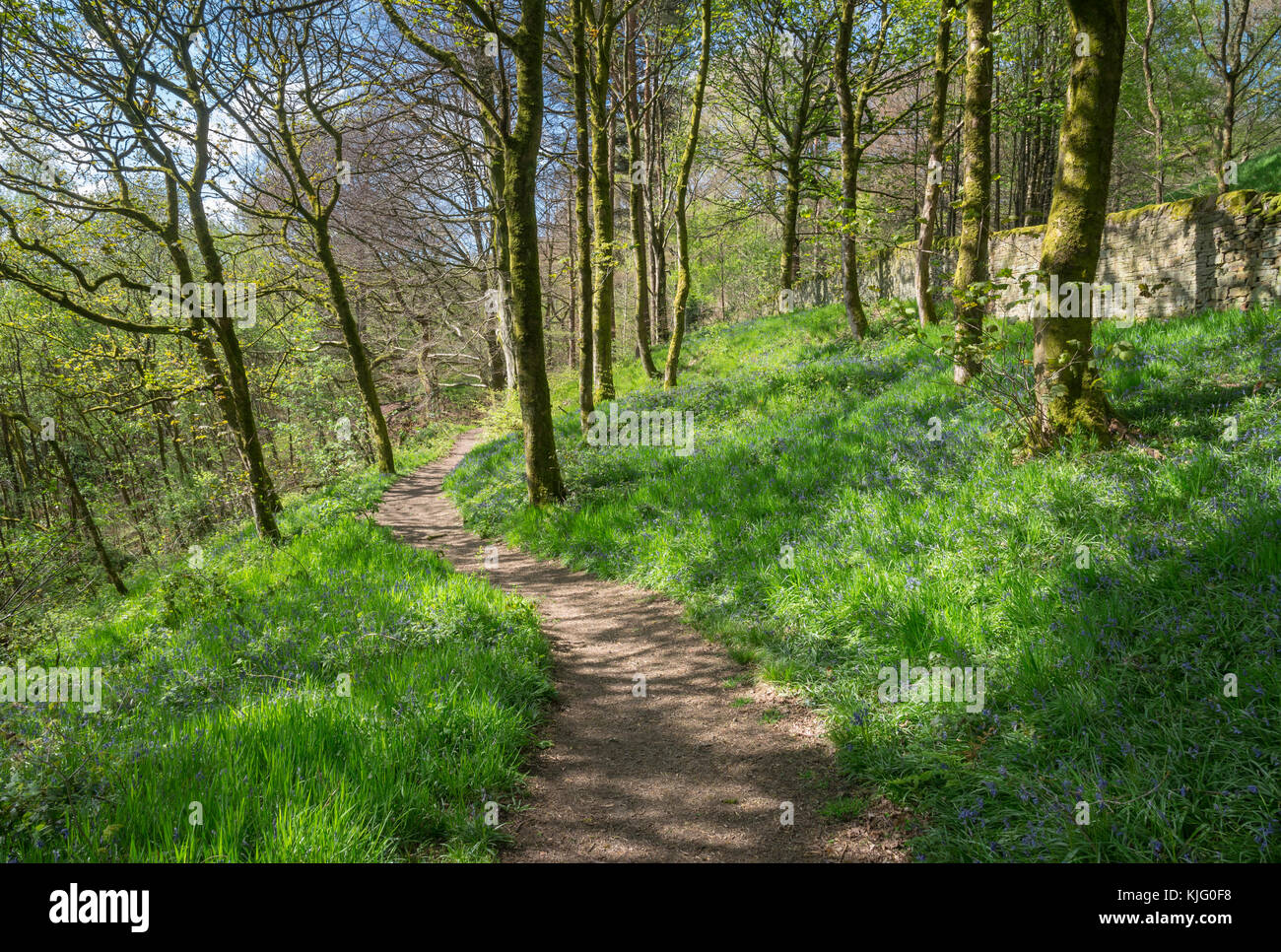 Fußweg durch Schwalben Wald Naturschutzgebiet auf einem sunyy Frühling, hollingworth, Derbyshire, England. Stockfoto