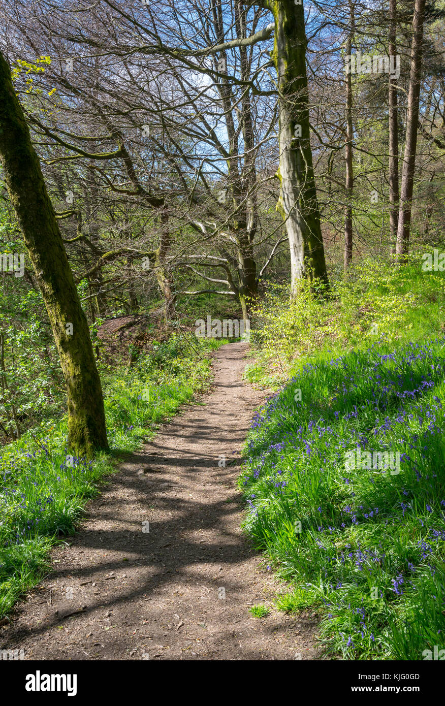 Fußweg durch Schwalben Wald Naturschutzgebiet an einem sonnigen Frühlingstag, hollingworth, Derbyshire, England. Stockfoto