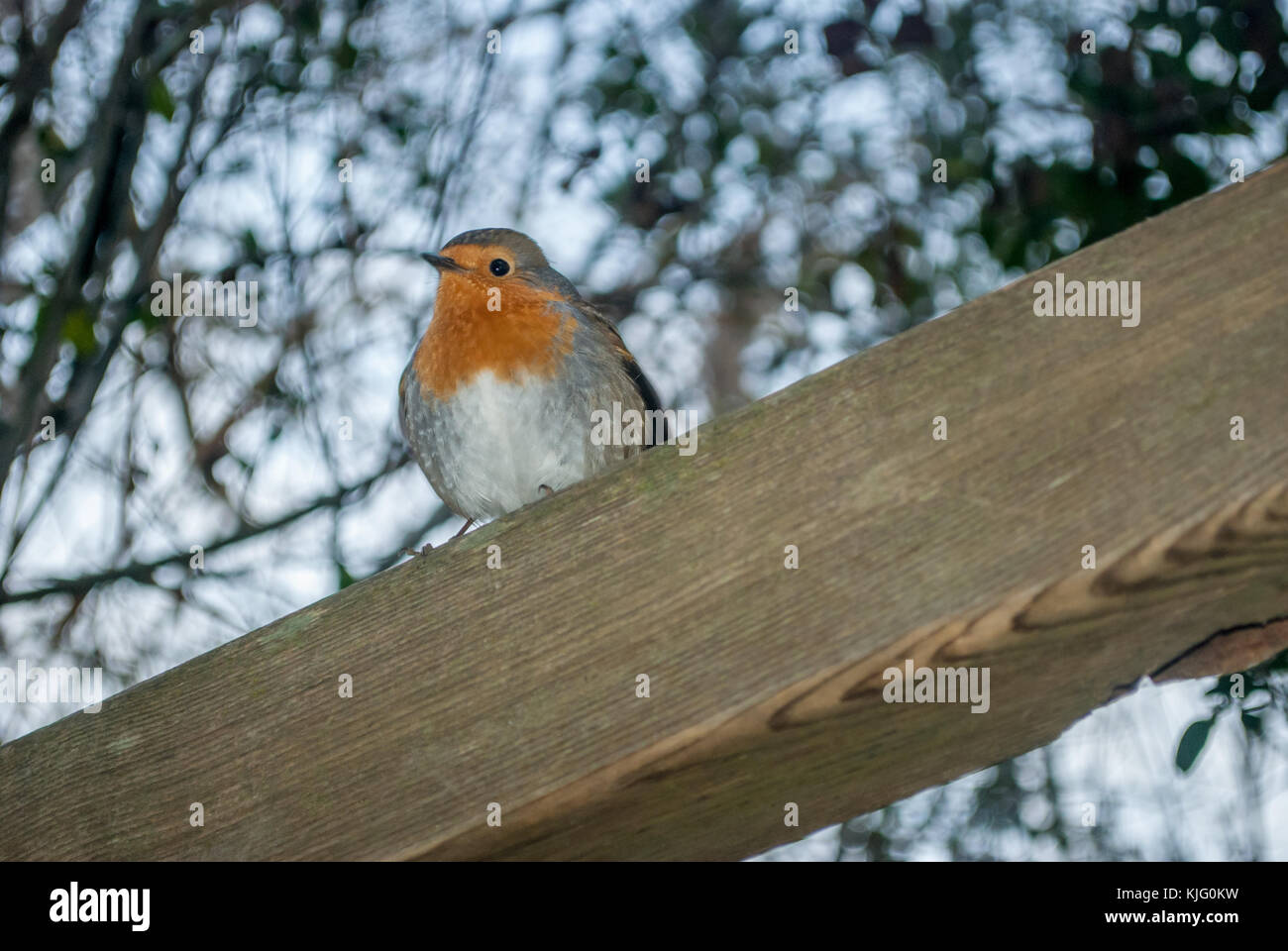 Für eine Europäische Rotkehlchen (Erithacus Rubecula) von unten, Aiguamolls Empordà, Katalonien Stockfoto