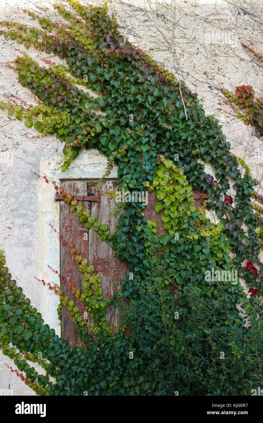 Klettern Efeu an der Wand eines alten abandone Haus auf dem Land Stockfoto