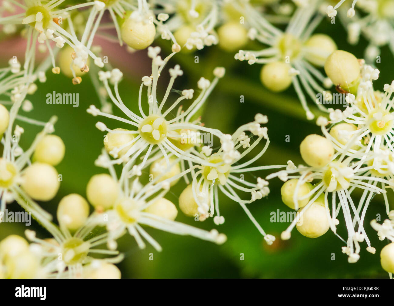 Eine Makroaufnahme eines climbing Hydrangea Bush. Stockfoto