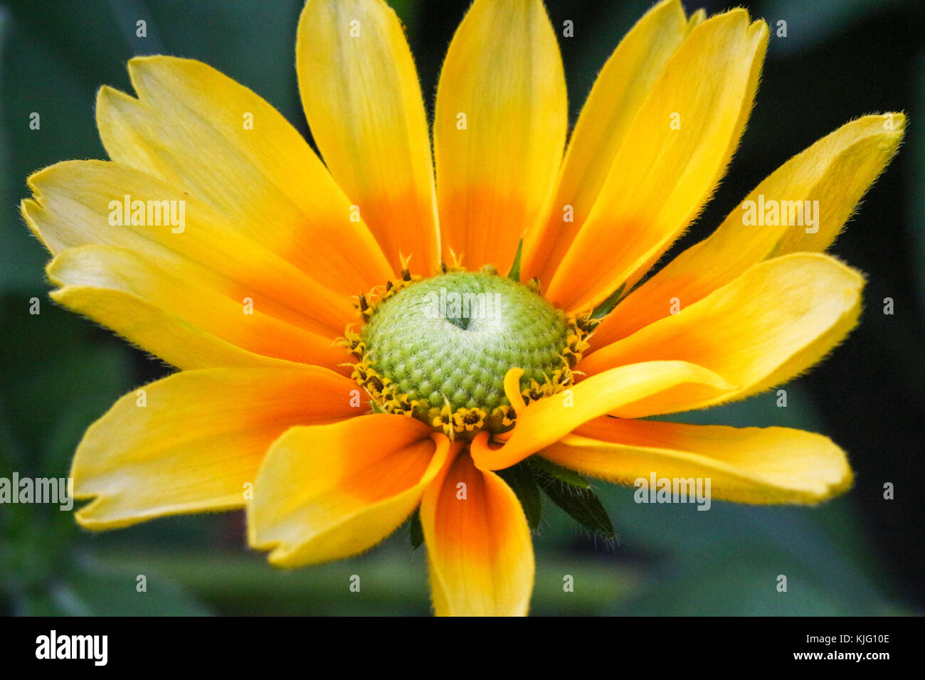 In der Nähe von Grün-zentrierte black-eyed Susan (Rudbeckia hirta) Stockfoto